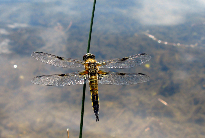 da identificare - Libellula quadrimaculata